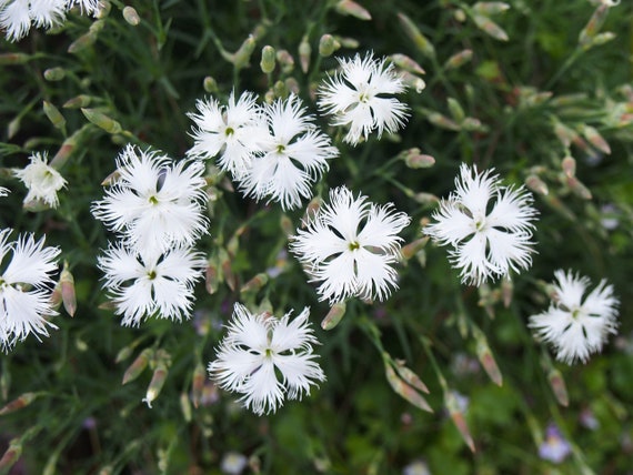 SAND PINK Seeds *FREE Shipping!* Fresh & Organic Dianthus Arenarius Seeds |  White Outdoor Flower Seeds Bulk | Little Maidern Ground Cover - Etsy