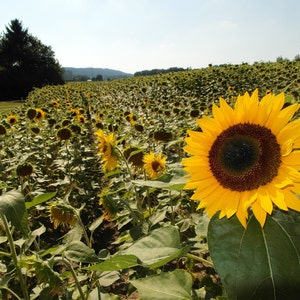 DWARF SUNSPOT SUNFLOWER Seeds *free Shipping!* Fresh & Organic Dwarf ...