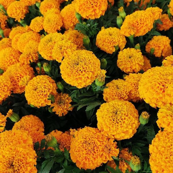 CRACKERJACK MARIGOLD Seeds *Free Shipping!* Fresh & Organic Tagetes erecta Seeds | Yellow Outdoor Flower Seeds for Planting, Heirloom Seeds