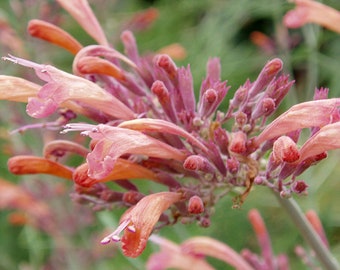 AGASTACHE RUPESTRIS Seeds *FREE Shipping!* Fresh & Organic Mexican Hyssop, Licorice Mint, Threadleaf Giant Hyssop, Sunset Hyssop Bulk