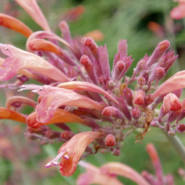 AGASTACHE RUPESTRIS Seeds *FREE Shipping!* Fresh & Organic Mexican Hyssop, Licorice Mint, Threadleaf Giant Hyssop, Sunset Hyssop Bulk