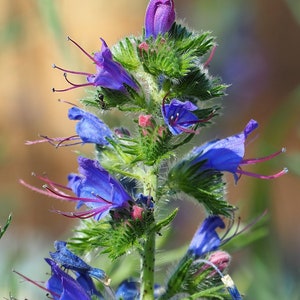 VIPERS BUGLOSS Seeds *FREE Shipping!* Fresh & Organic Echium vulgare seeds | blue outdoor flower seeds bulk | Blueweed Echium seeds imagem 1