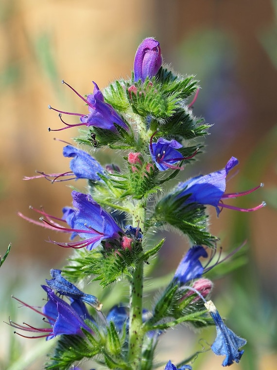 VIPERS BUGLOSS Seeds *FREE Shipping!* Fresh & Organic Echium vulgare seeds | blue outdoor flower seeds bulk | Blueweed Echium seeds