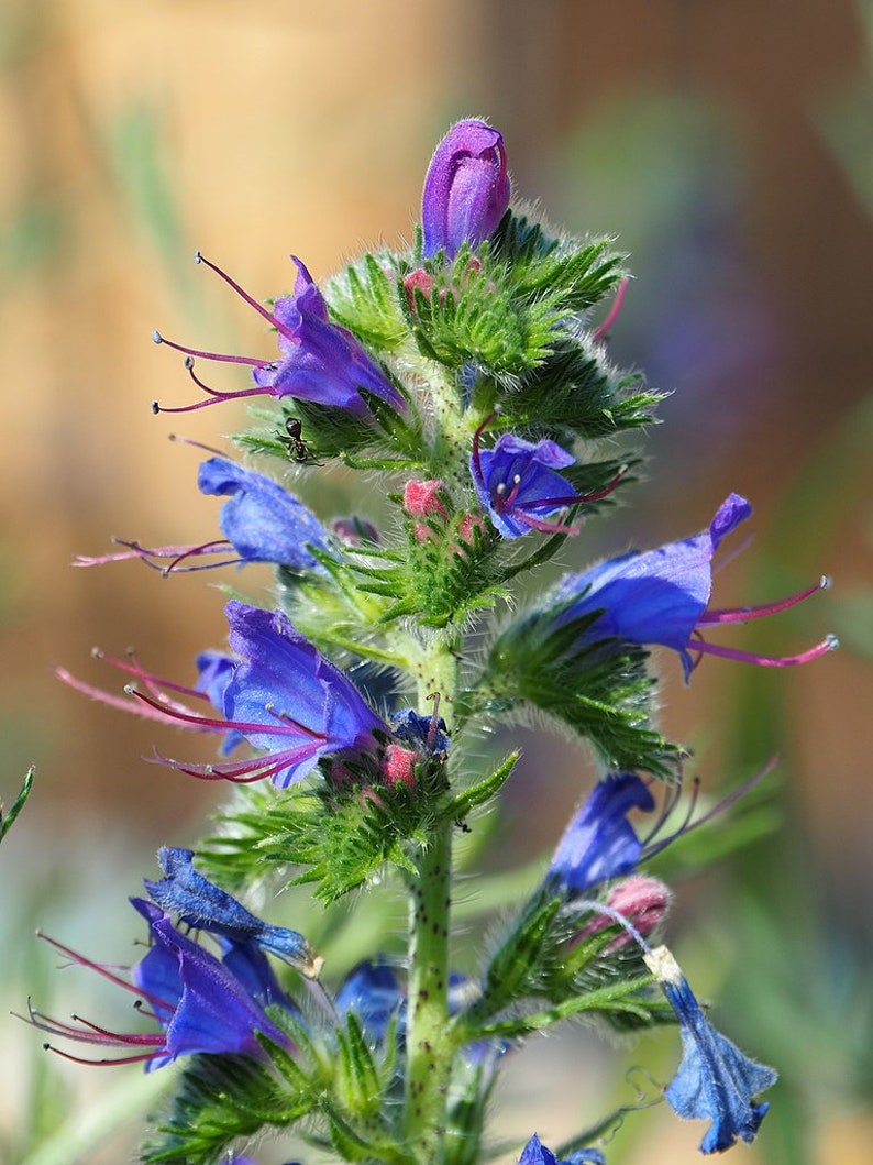 VIPERS BUGLOSS Seeds *FREE Shipping!* Fresh & Organic Echium vulgare seeds | blue outdoor flower seeds bulk | Blueweed Echium seeds imagem 1