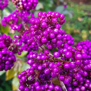 CALLICARPA AMERICANA Seeds *FREE Shipping!* Purple American Beautyberry, French Mulberry, Native Wildflower Shrub Seeds - Bulk Available!