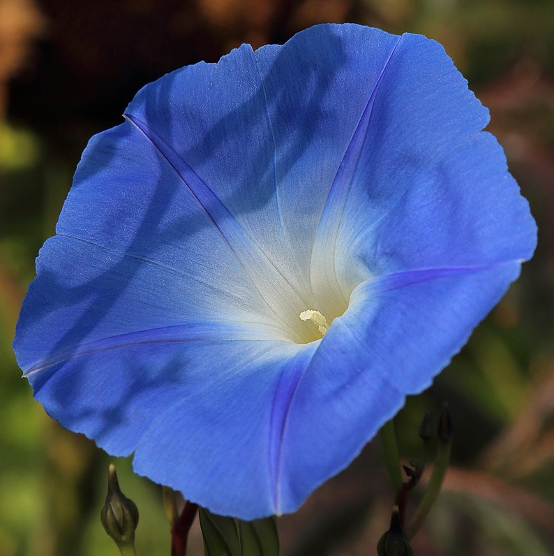 May include: A single blue morning glory flower with a white center and a light blue vein running down the center of the petal.