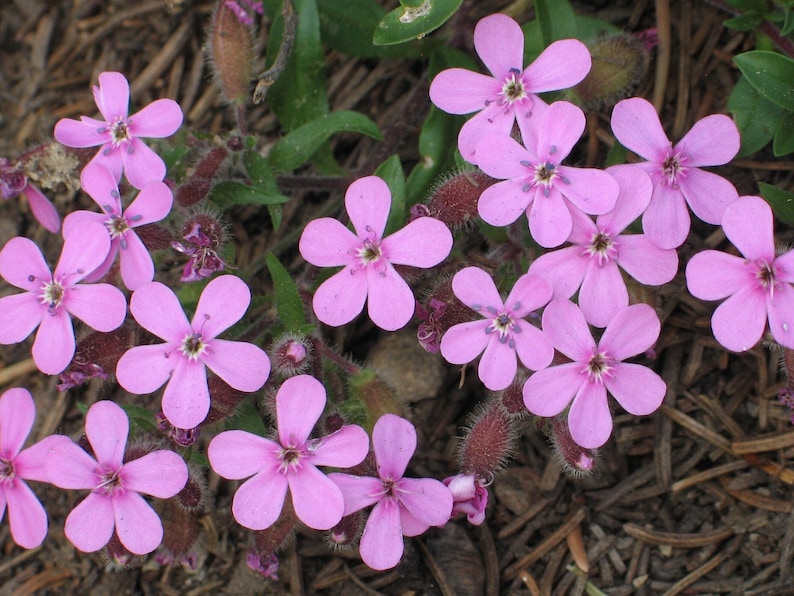 MunjoySeeds Rock Soapwort Seeds - Thumbnail 4