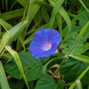 BLUE MORNING GLORY Seeds *Free Shipping!* Fresh & Organic Ipomoea purpurea Seeds, Blue Outdoor Flower Seeds Bulk | Tall Morning Glory image 5