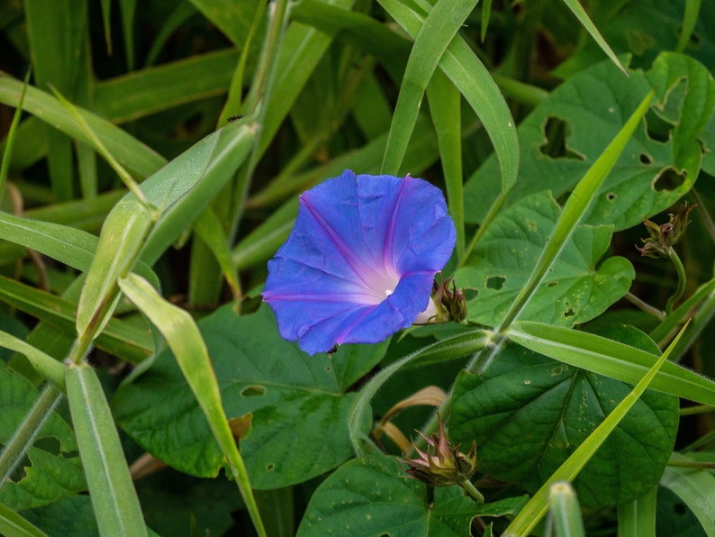 BLUE MORNING GLORY Seeds *Free Shipping!* Fresh & Organic Ipomoea purpurea Seeds, Blue Outdoor Flower Seeds Bulk | Tall Morning Glory image 5