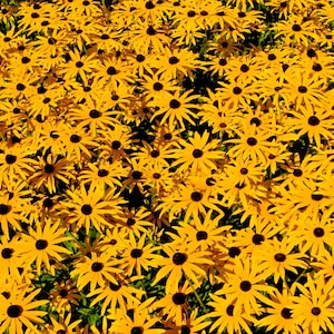BLACK EYED SUSAN Seeds *Free Shipping!* Fresh & Organic Rudbeckia fulgida, Yellow Outdoor Flower Seeds for Planting | Perennial Coneflower