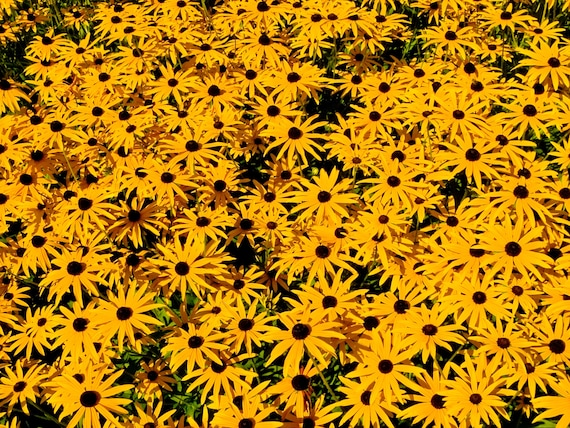 BLACK EYED SUSAN Seeds *Free Shipping!* Fresh & Organic Rudbeckia fulgida, Yellow Outdoor Flower Seeds for Planting | Perennial Coneflower