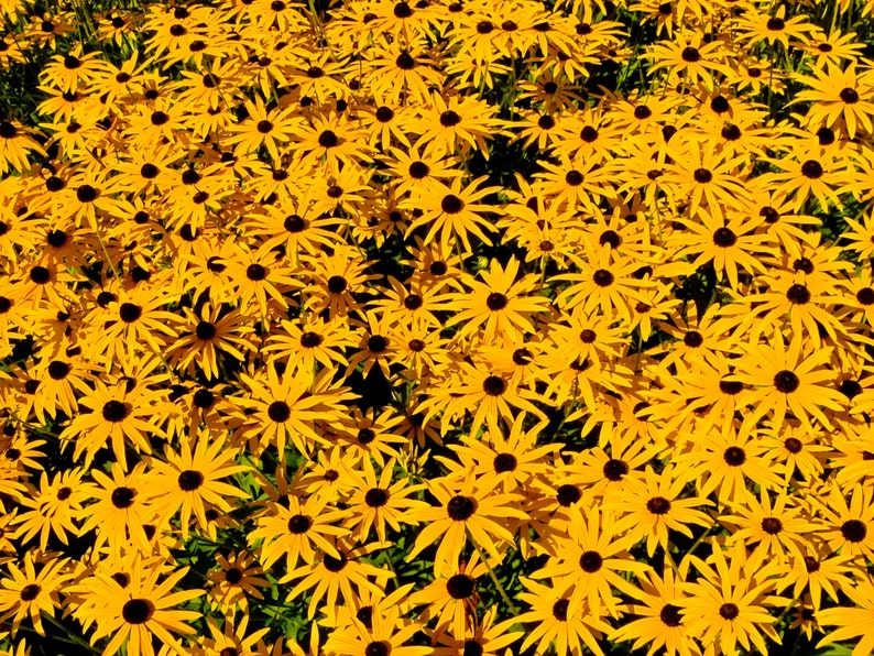 BLACK EYED SUSAN Seeds *Free Shipping!* Fresh & Organic Rudbeckia fulgida, Yellow Outdoor Flower Seeds for Planting | Perennial Coneflower