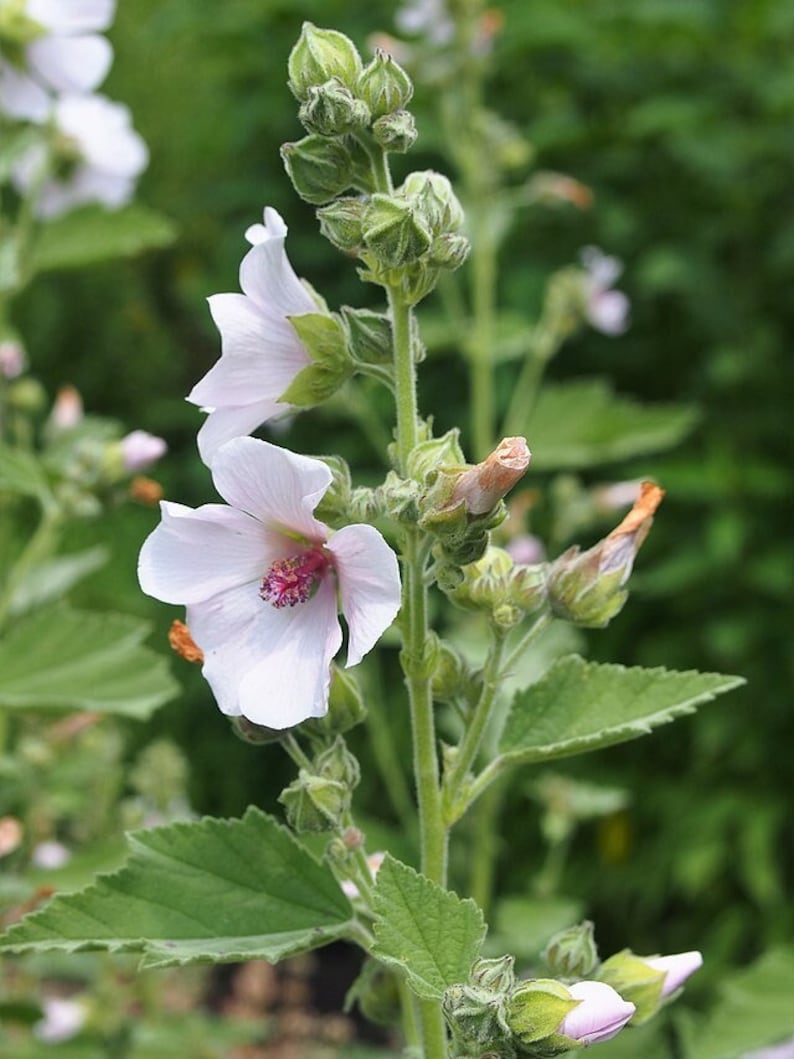 May include: A close-up of a white flower with pink center, surrounded by green leaves and buds. The flower is part of a plant with multiple buds and leaves.