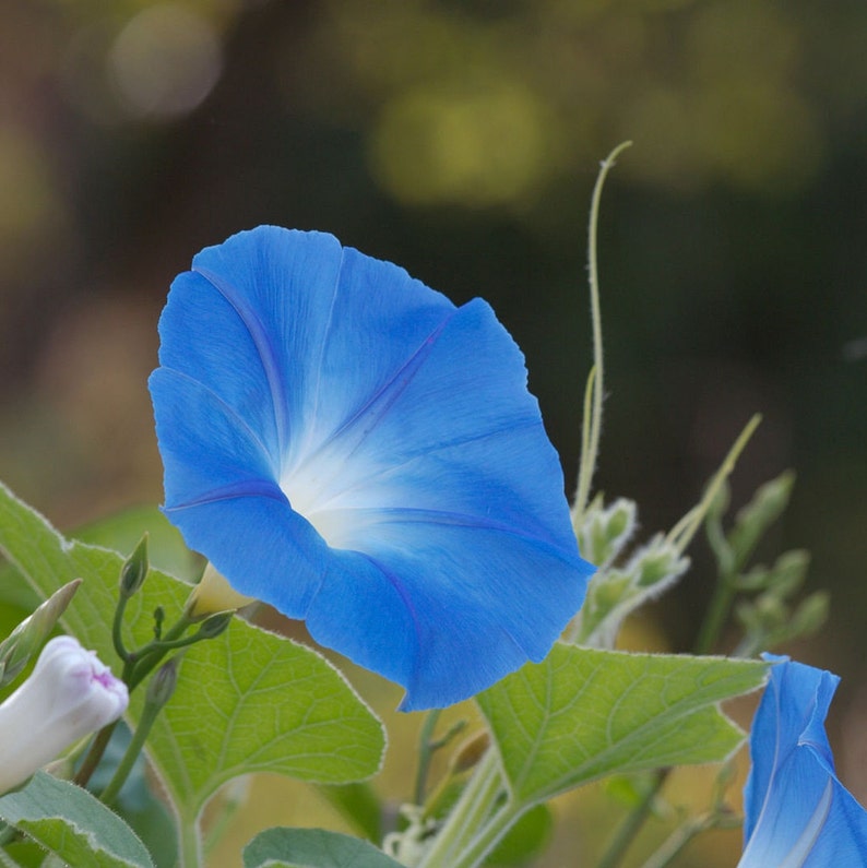 May include: A single blue morning glory flower with white stripes in the center, blooming against a green leafy background.