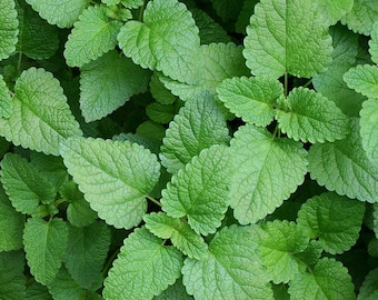 LEMON BALM Seeds *Free Shipping!* Fresh & Organic Melissa officinalis Seeds, White Indoor Outdoor Flower Seeds Bulk | Lemon Mint