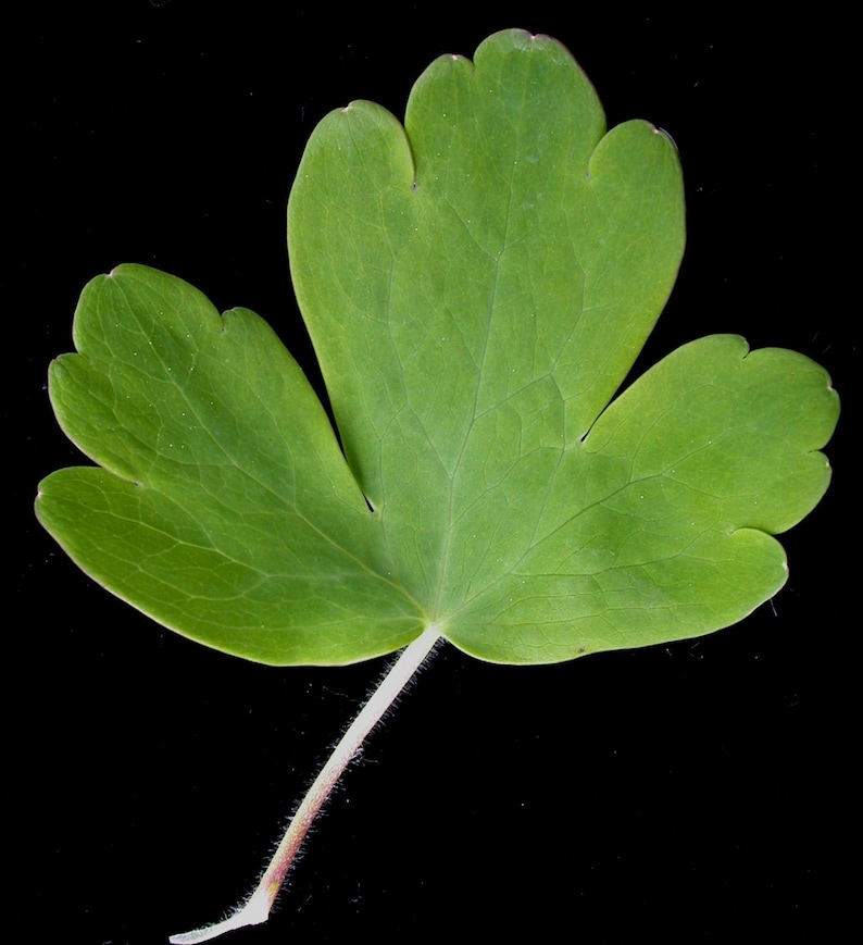 MunjoySeeds Nora Barlow Columbine Seeds - Thumbnail 3