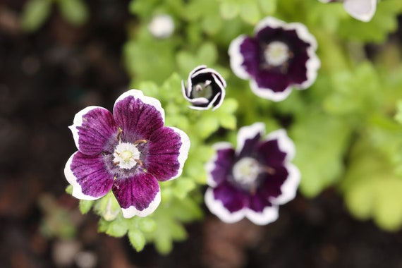 PENNY BLACK NEMOPHILA Seeds *Free Shipping!* Fresh & Organic Nemophila menziesii Seeds, Black Outdoor Flower Seeds Bulk | Baby Black Eyes