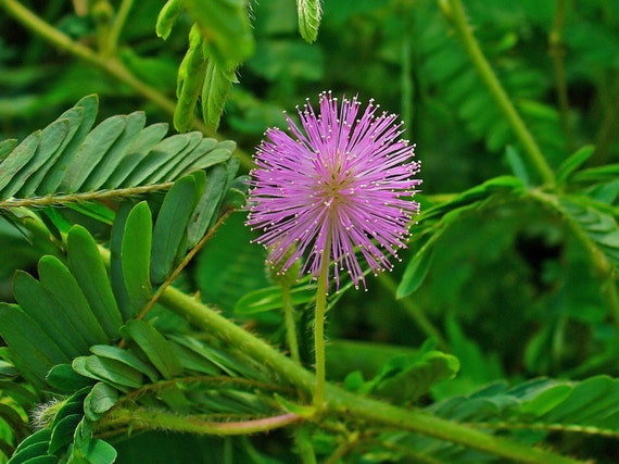 MIMOSA PUDICA Seeds *FREE Shipping!* Fresh & Organic Sensitive Plant Seeds  / Shy Plant Seeds / Touch Me Not Seeds -- Bulk Options Available - Etsy