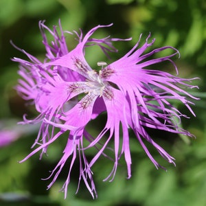 FRINGED PINK DIANTHUS Seeds *Free Shipping!* Fresh & Organic Dianthus superbus seeds | Pink Outdoor Flower Seeds Bulk | Large Pink Dianthus