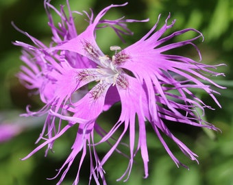 FRINGED PINK DIANTHUS Seeds *Free Shipping!* Fresh & Organic Dianthus superbus seeds | Pink Outdoor Flower Seeds Bulk | Large Pink Dianthus