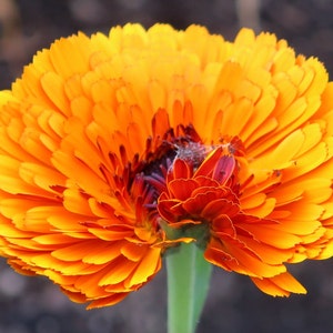 POT MARIGOLD Seeds *Free Shipping!* Fresh & Organic Calendula officinalis Seeds | Yellow Outdoor Flower Seeds for Planting