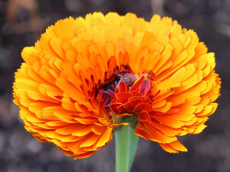 POT MARIGOLD Seeds *Free Shipping!* Fresh & Organic Calendula officinalis Seeds | Yellow Outdoor Flower Seeds for Planting