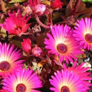 ICE PLANT Seeds *FREE Shipping!* Fresh & Organic Ice Plant seeds | pink outdoor flower seeds bulk | Pink Livingstone Daisy pink ice plant