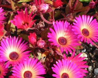 ICE PLANT Seeds *FREE Shipping!* Fresh & Organic Ice Plant seeds | pink outdoor flower seeds bulk | Pink Livingstone Daisy pink ice plant