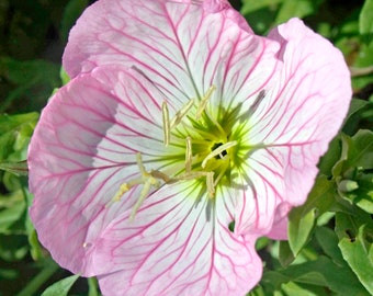 EVENING PRIMROSE Seeds *Free Shipping!* Fresh & Organic Oenothera speciosa Seeds, Pink Outdoor Flower Seeds Bulk | Pinkladies Primrose