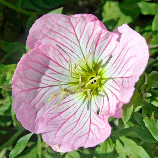 EVENING PRIMROSE Seeds *Free Shipping!* Fresh & Organic Oenothera speciosa Seeds, Pink Outdoor Flower Seeds Bulk | Pinkladies Primrose