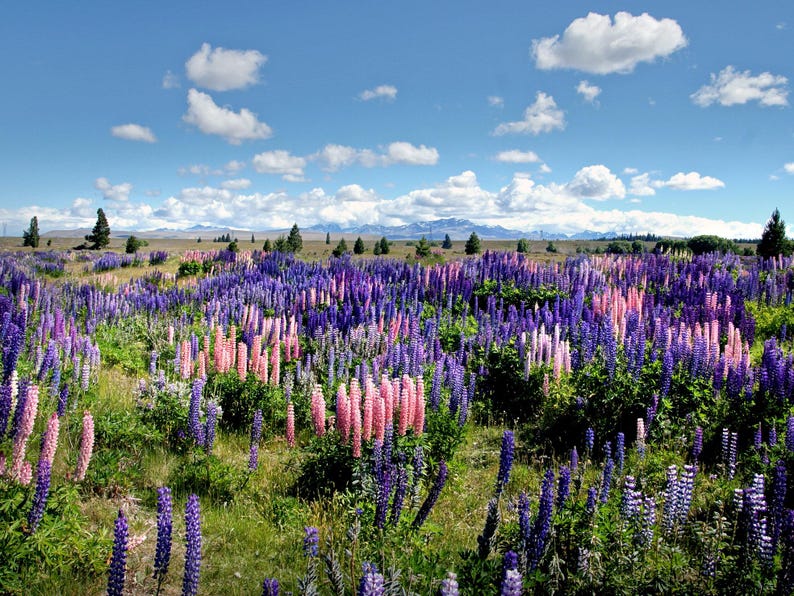 MunjoySeeds Russell Lupine Seeds - Thumbnail 5