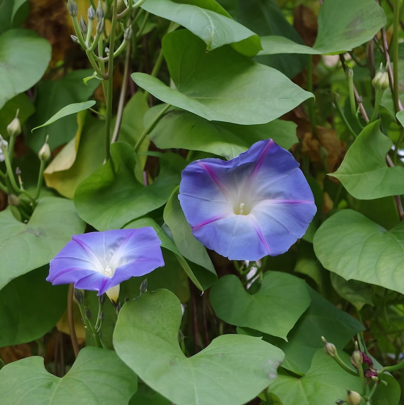 IPOMOEA TRICOLOR Seeds FREE Shipping Untreated Heavenly Blue Morning Glory Organic Ipomoea tricolor seeds Bulk Options Available image 3