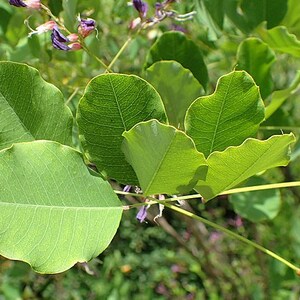 LESPEDEZA BICOLOR Seeds FREE Shipping Shrubby Bush Clover, Shrub Lespedeza, Bicolor Lespedeza Ornamental Wildflower Shrub Seeds image 3