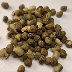 EUPHORBIA LATHYRIS Seeds *FREE Shipping!* Gopher Spurge, Caper Spurge, Paper Spurge, Mole Plant, Gopher Plant Seeds [Bulk Available!]