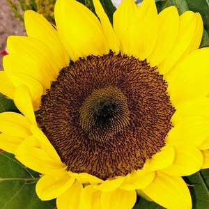 DWARF SUNSPOT SUNFLOWER Seeds *free Shipping!* Fresh & Organic Dwarf ...