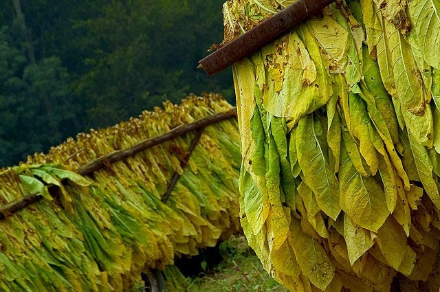 GOLDEN BURLEY Tobacco Seeds *FREE Shipping* Fresh & Organic Nicotiana  Tabacum, Burley, Kentucky Tobacco, Virginia Tobacco - Plant Seeds Bulk