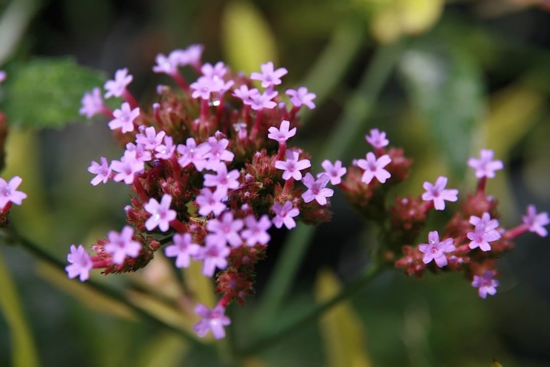 500 Seeds USA PURPLETOP VERVAIN Flower Seed Native Wildflower Butterfly Magnet B
