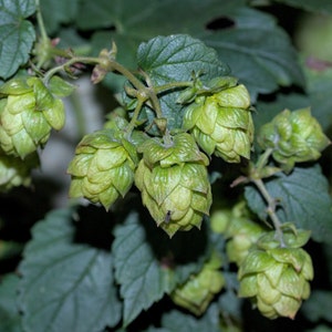 COMMON HOPS Seeds *FREE Shipping!* Humulus lupulus Edible European Hops Vine for Beer Making