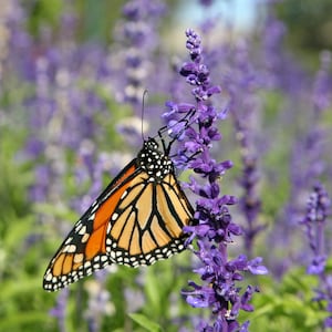 BLUE SAGE Seeds *Free Shipping!* Fresh & Organic Salvia farinacea Seeds, Purple Outdoor Flower Seeds Bulk | Mealy Sage Herb