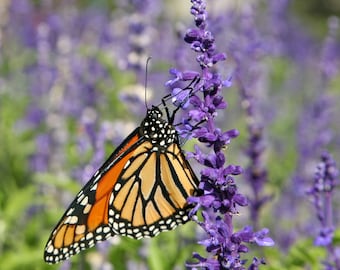 BLUE SAGE Seeds *Free Shipping!* Fresh & Organic Salvia farinacea Seeds, Purple Outdoor Flower Seeds Bulk | Mealy Sage Herb