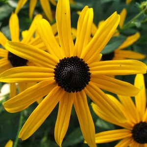 BLACK EYED SUSAN Seeds *Free Shipping!* Fresh & Organic Rudbeckia fulgida, Yellow Outdoor Flower Seeds for Planting | Perennial Coneflower