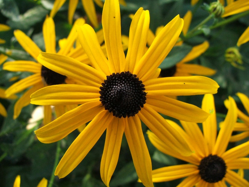 BLACK EYED SUSAN Seeds *Free Shipping!* Fresh & Organic Rudbeckia fulgida, Yellow Outdoor Flower Seeds for Planting | Perennial Coneflower