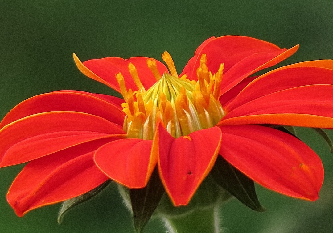 MEXICAN SUNFLOWER Seeds free Shipping Fresh & Organic Tithonia