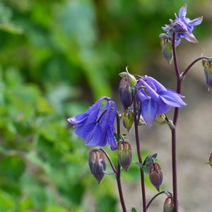 LEPRECHAUN GOLD COLUMBINE Seeds Free Shipping Fresh & Organic Aquilegia vulgaris seeds, Blue Outdoor Flower Seeds Bulk Granny's Bonnet image 4