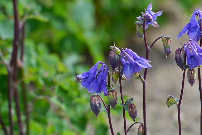 LEPRECHAUN GOLD COLUMBINE Seeds Free Shipping Fresh & Organic Aquilegia vulgaris seeds, Blue Outdoor Flower Seeds Bulk Granny's Bonnet image 4