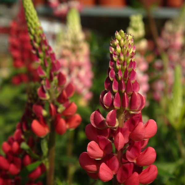 RED LUPINE Seeds *FREE Shipping!* Fresh & Organic Lupinus polyphyllus Seeds, Red Outdoor Flower Seeds Bulk | Russell Lupin