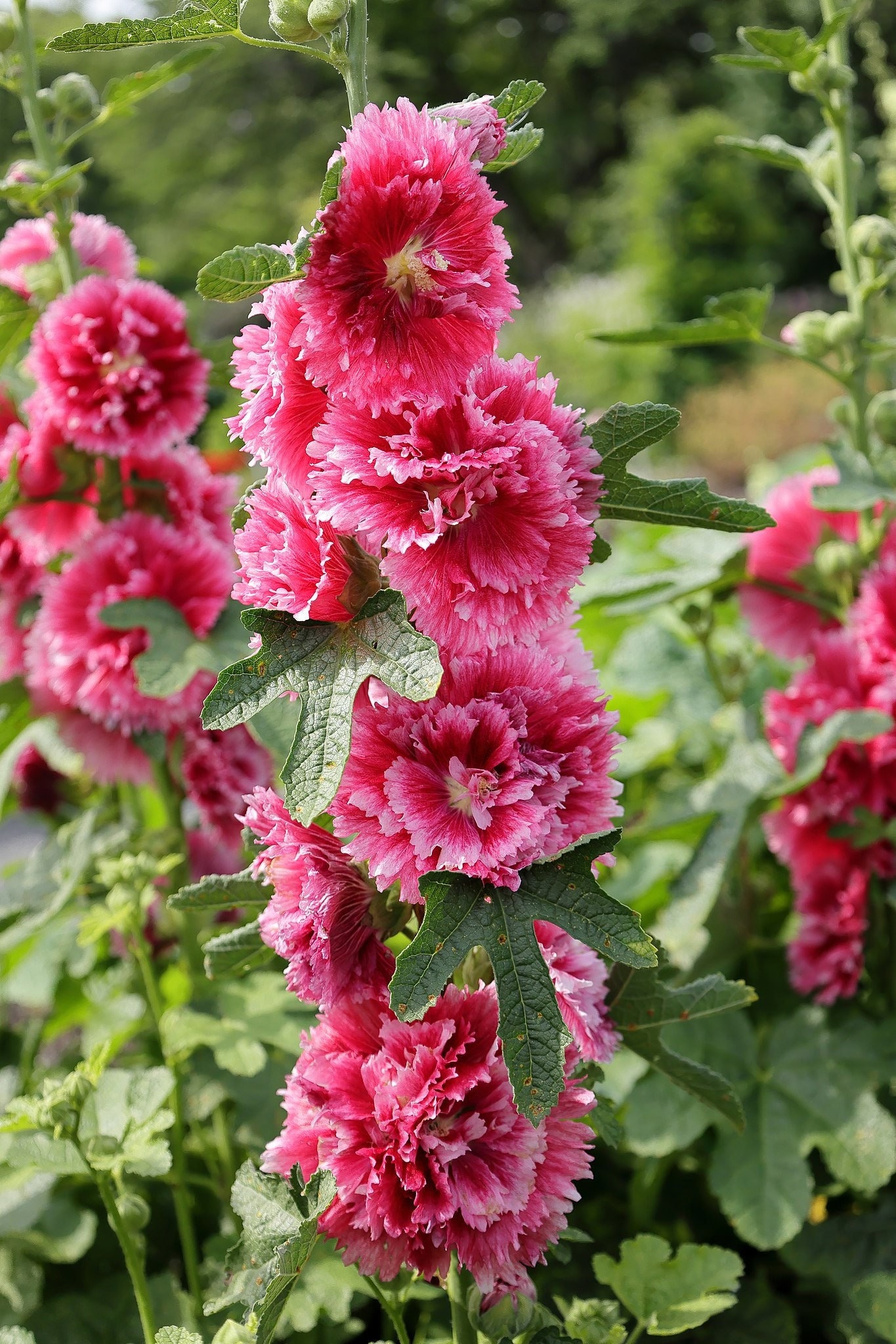 FIESTA TIME HOLLYHOCK Seeds *free Shipping!* Fresh & Organic Alcea