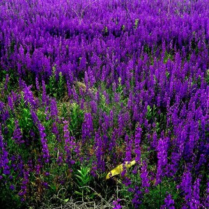 VIPERS BUGLOSS Seeds *FREE Shipping!* Fresh & Organic Echium vulgare seeds | blue outdoor flower seeds bulk | Blueweed Echium seeds imagem 3