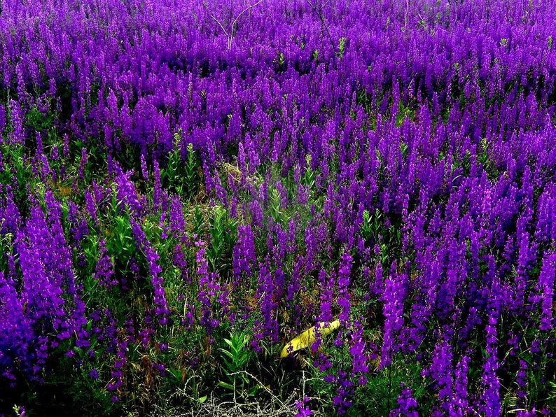VIPERS BUGLOSS Seeds *FREE Shipping!* Fresh & Organic Echium vulgare seeds | blue outdoor flower seeds bulk | Blueweed Echium seeds imagem 3