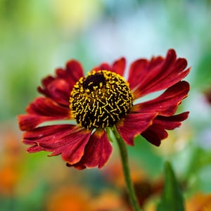 May include: A close-up of a vibrant flower with deep red petals and a textured, yellow and black center. The flower is in full bloom, showcasing its intricate details against a blurred green and orange background. The stem is green.